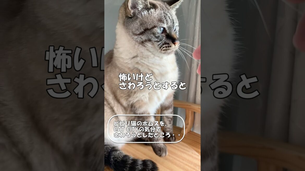ビビリ猫のポムスを、CAT CITYの気分でさわろうとしたところ・・ #shorts #猫 #cat