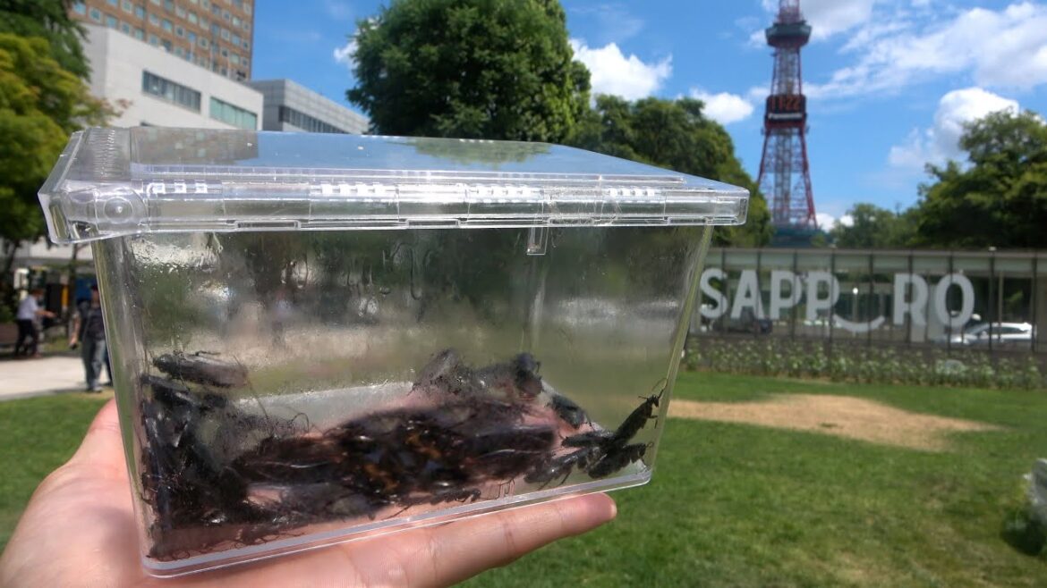 北海道でゴキブリが大量発生してる 北海道でゴキブリが大量発生してる