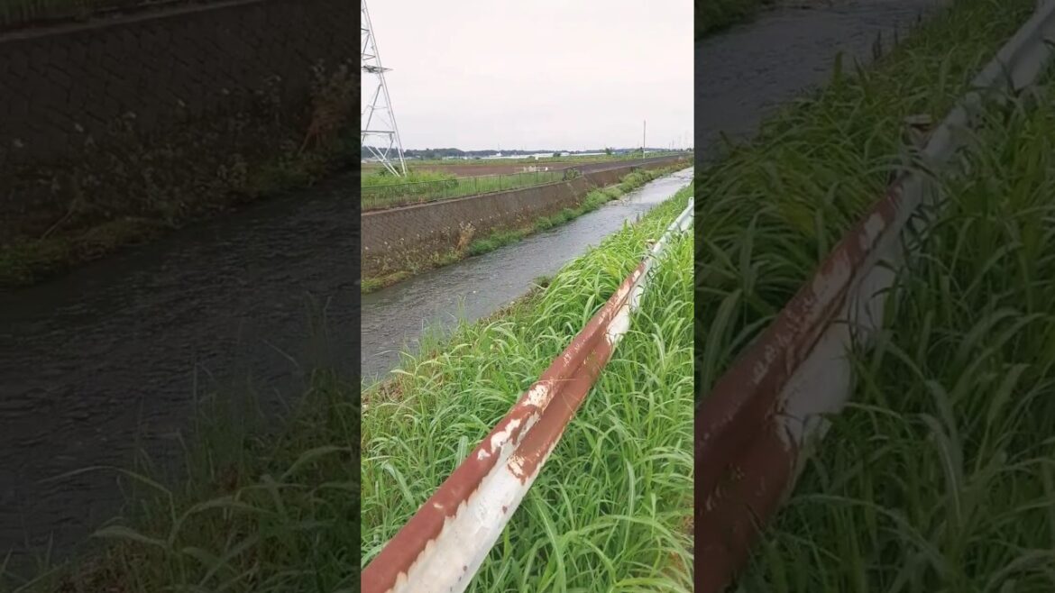 君と歩きたい何気無い昼🐶☂️