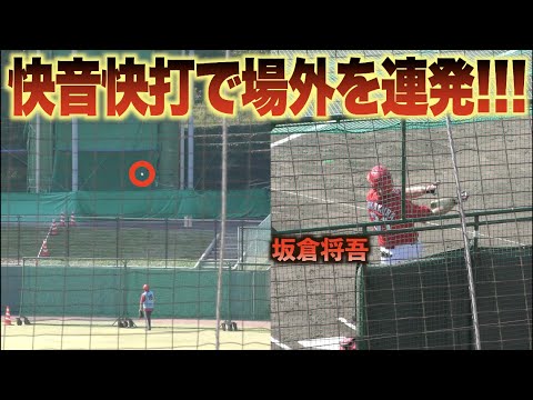 鯉の強打捕手 坂倉将吾！打撃練習でスカッとする快音を響かせ場外を連発する！