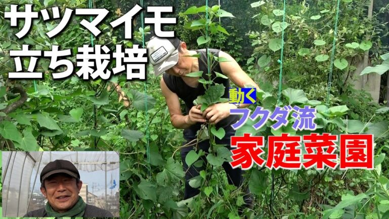 【家庭菜園】サツマイモの立ち栽培（おまかせ菜園フクダ流）