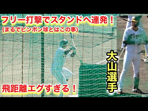 フリー打撃でスタンドへ連発！大山選手の打撃練習！【２０２２年阪神タイガース安芸秋季キャンプ】