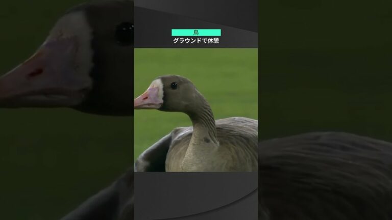 【MLB】10.13 白熱の試合をぶった斬るシュールな存在感！グラウンドに現れた鳥がゆるり休憩 #padres #dodgers #spotvnow