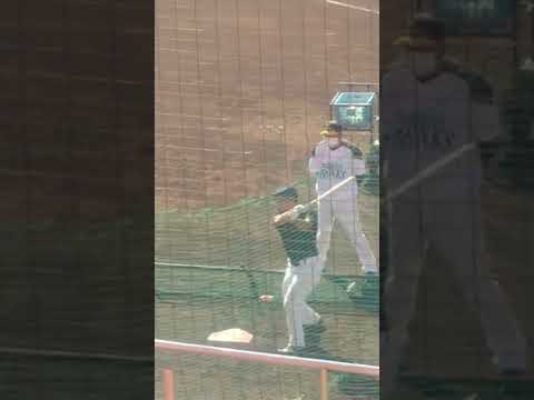 海野隆司、渡邊陸選手の高速連続トスバッティング（福岡ソフトバンクホークス2022年秋季キャンプにて）
