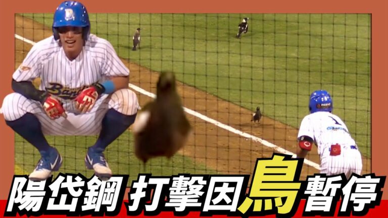 因 "鳥" 暫停【陽岱鋼】打擊～鳥群OS：「Randy不在，快下來玩」