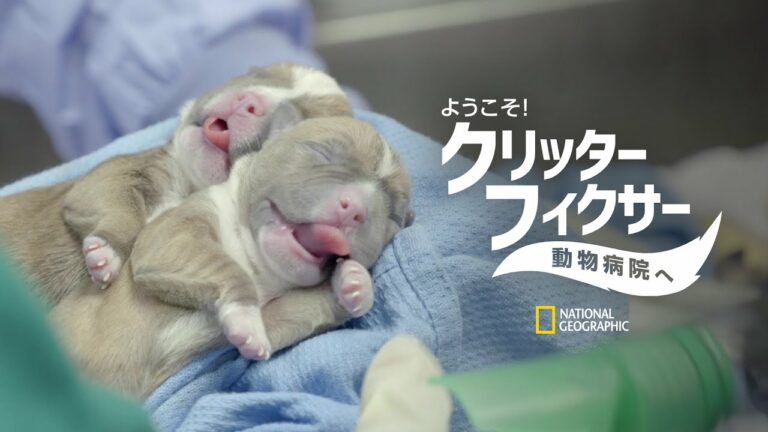 【FULL】ようこそ！クリッター・フィクサー動物病院へ (声：小山力也・高木渉)「カメと毛がない猫」| ナショジオ