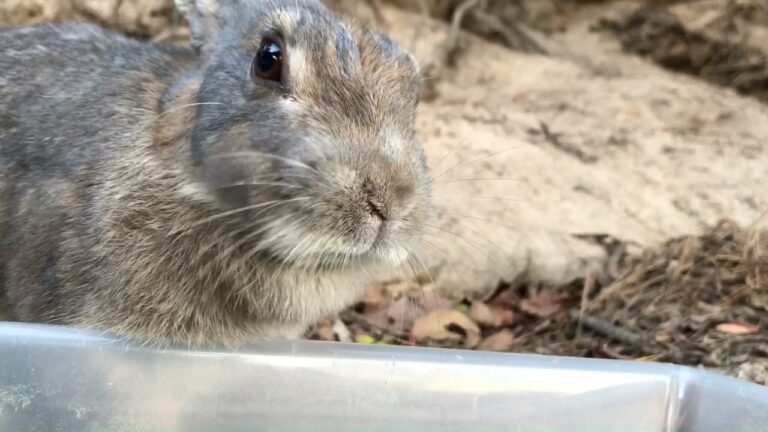 うさぎ「ん？ 何か用かね？」