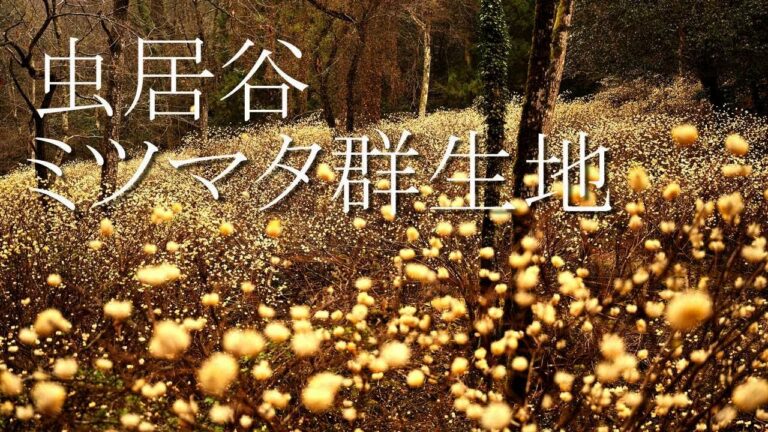虫居谷のミツマタ群生地