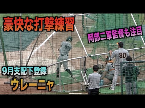 二軍でチームトップの本塁打を放ち9月に支配下登録されたウレーニャの打撃練習！