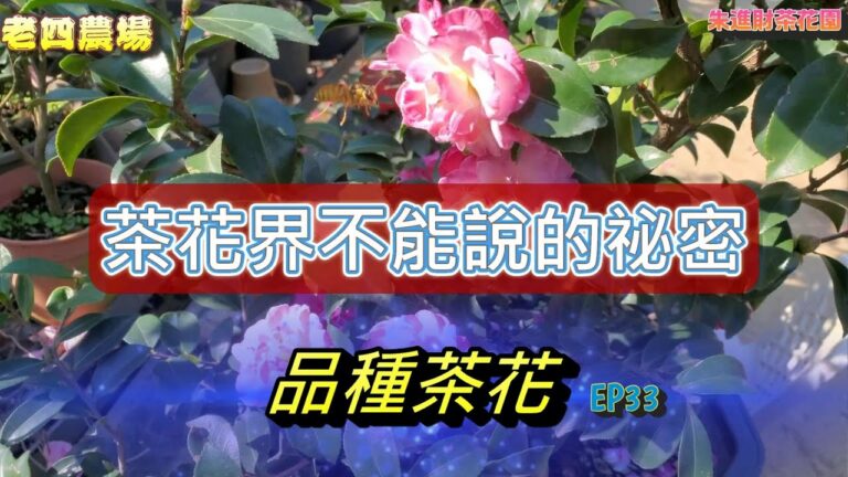 茶花界不能說的祕密！2023茶花新品種【老四農場】[Camellia japonica][カメリア]ep33｜請開啟CC字幕｜