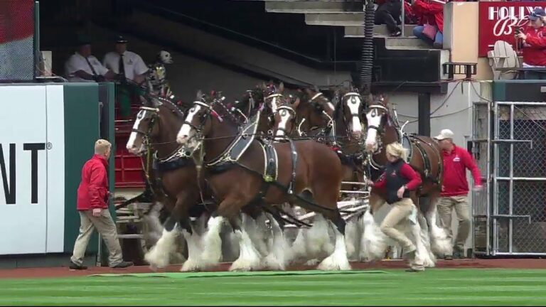 バドワイザー クライズデールズがブッシュ スタジアムでフィールドに出る