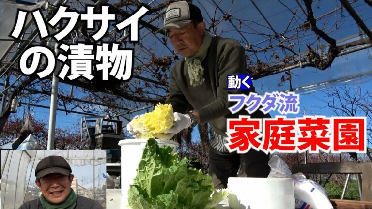 【家庭菜園】ハクサイの漬物　天日干しで甘味濃く（おまかせ菜園フクダ流）