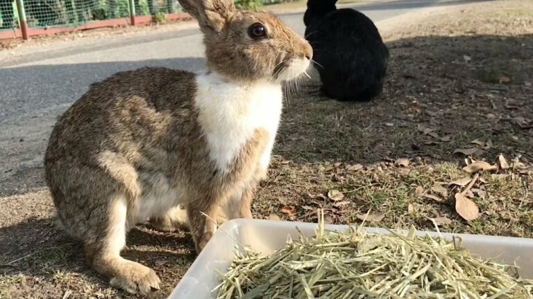 うさぎは聴力が優れているので、大きな音を出すとすごく驚いてしまいます…
