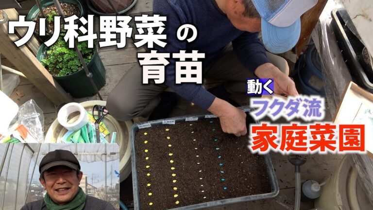 【家庭菜園】ウリ科野菜の育苗　発芽口方向そろえて（おまかせ菜園フクダ流）