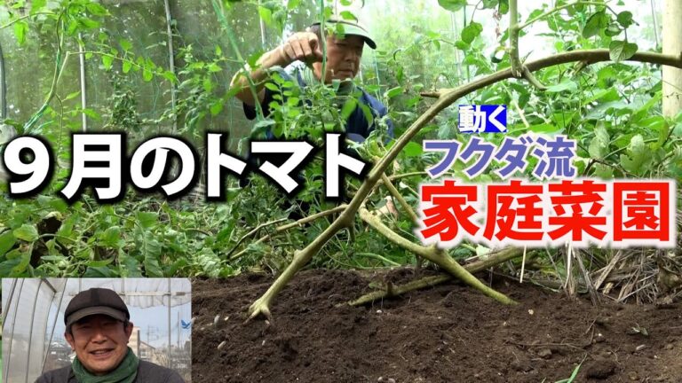【家庭菜園】9月のトマト（おまかせ菜園フクダ流）