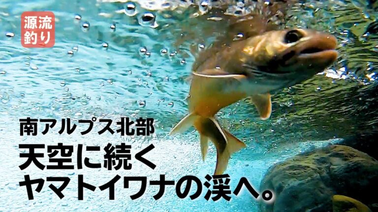 【南アルプス／早川水系】ヤマトイワナの渓流を遡り標高3193mの頂へ。Beautiful mountain stream fishing in Japan!