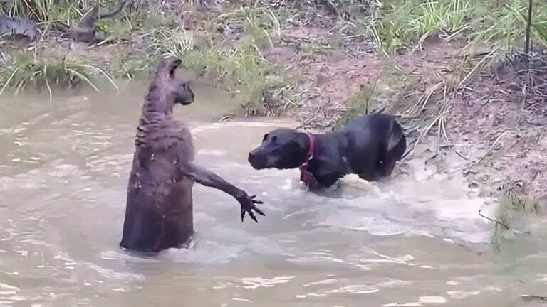 間違った相手に手を出してしまった動物たち３５選