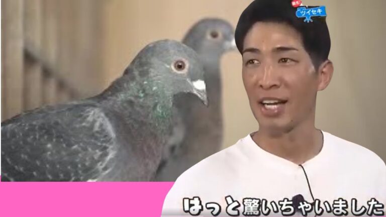 平和の象徴「ハト」一度に1000キロ！の伝書バトも…美しい連携と帰巣本能に感動　覇気！安部友裕 (2023/09/07 17:38)