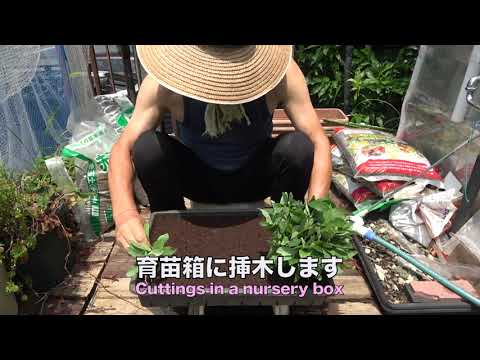 車庫上園芸230718フクベリー緑枝挿し