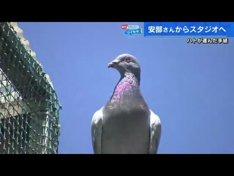 伝書バトに手紙を託す　飼育歴６５年のベテラン「ハトは男のロマン」 　安部友裕の「覇気！」