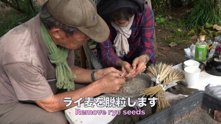 菜園だより231106サツマイモ収穫・ライ麦種まき