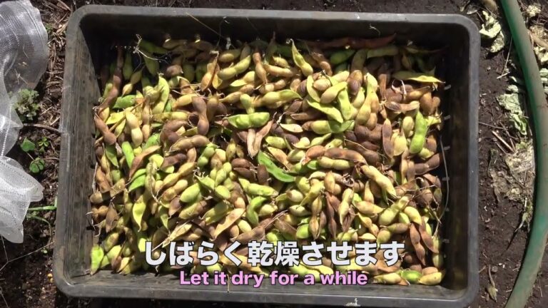 菜園だより231108黒大豆・ソラマメ・エンドウ