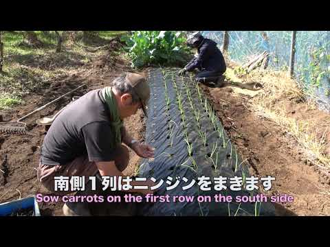 菜園だより231113ジャガイモ・エンドウ・タマネギ