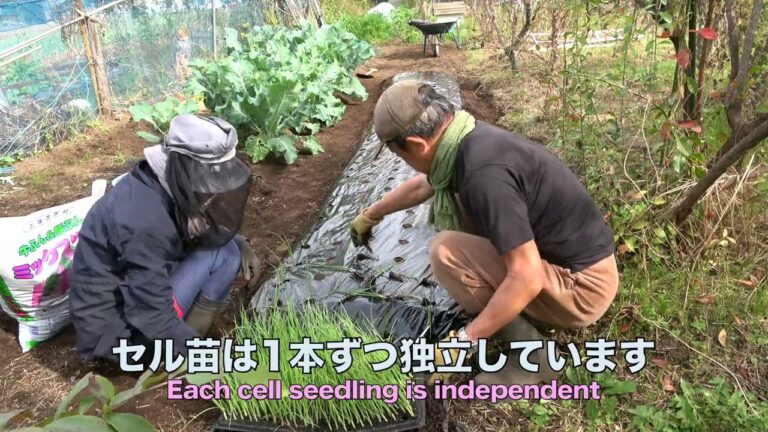 菜園だより231115きょうもタマネギ植え