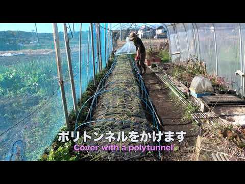 菜園だより121208玉葱に追肥とポリトンネル被覆