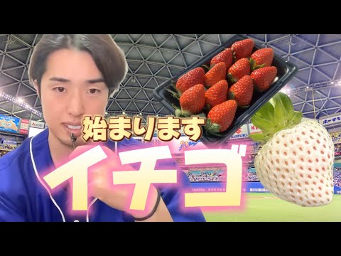 イチゴ取れてます！