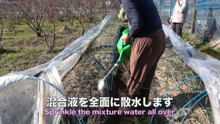 菜園だより240115タマネギに追肥とさび病予防