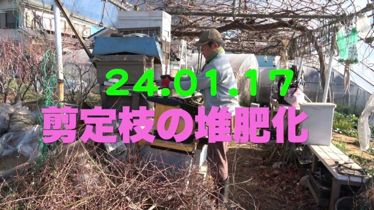 菜園だより240117剪定枝を堆肥に