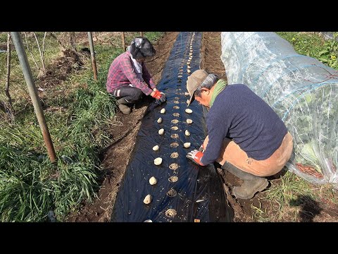 菜園だより240210ジャガイモ植え