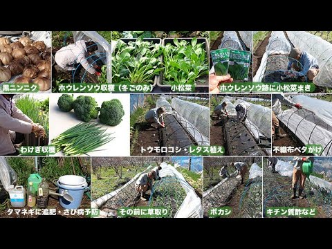 菜園だより240226トウモロコシ植え・タマネギ追肥