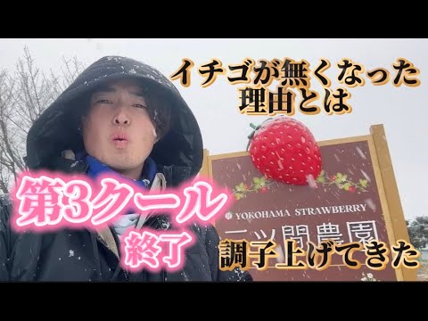 いちごが無くなった理由とは
