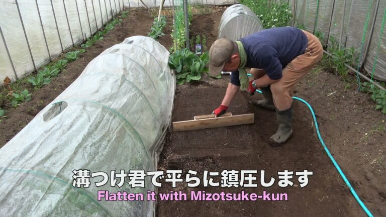 菜園だより240219玉葱追肥・春菊など植え