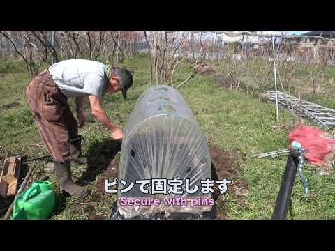 菜園だより240309あちこち種まき