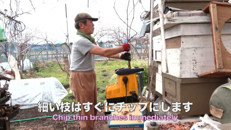 菜園だより240122ブドウの剪定