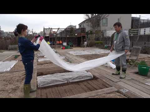 菜園だより240324アグリス成城・種まき