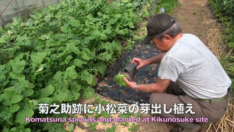菜園だより240401収穫と植え付け