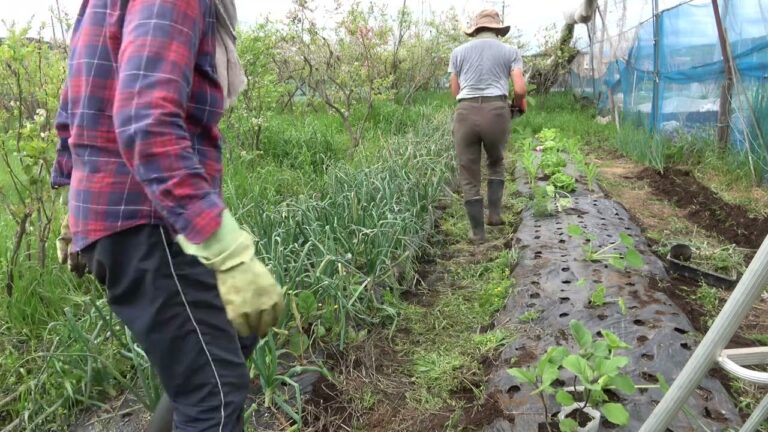 菜園だより240425苗植え連続栽培