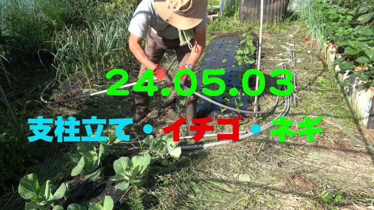 菜園だより240503支柱立て・イチゴ・ネギ