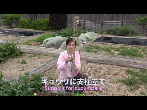 菜園だより240512アグリス成城