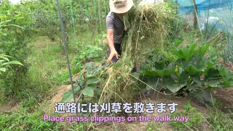 菜園だより240617通路中耕・ジャガイモ