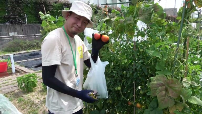 菜園だより240707アグリス成城