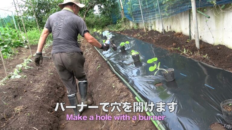 菜園だより240717坊ちゃん・キャベツなど植え