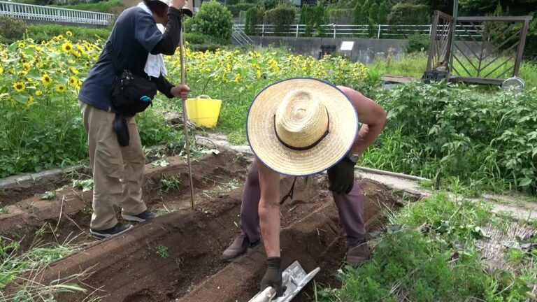 菜園だより240728アグリス成城・サツマ植え