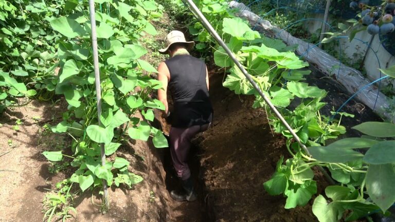 菜園だより240812収穫・種まき・穴掘りと支柱張り