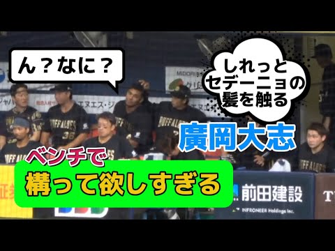 【とにかく構って欲しすぎる】セデーニョに色々仕掛ける廣岡大志#オリックス #オリックスバファローズ #オリックスベンチ #オリックスファン #廣岡大志 #セデーニョ