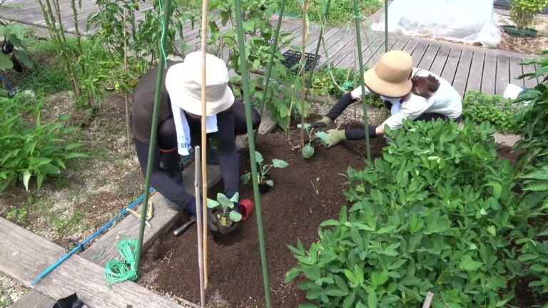 菜園だより240825アグリス成城・秋野菜へ